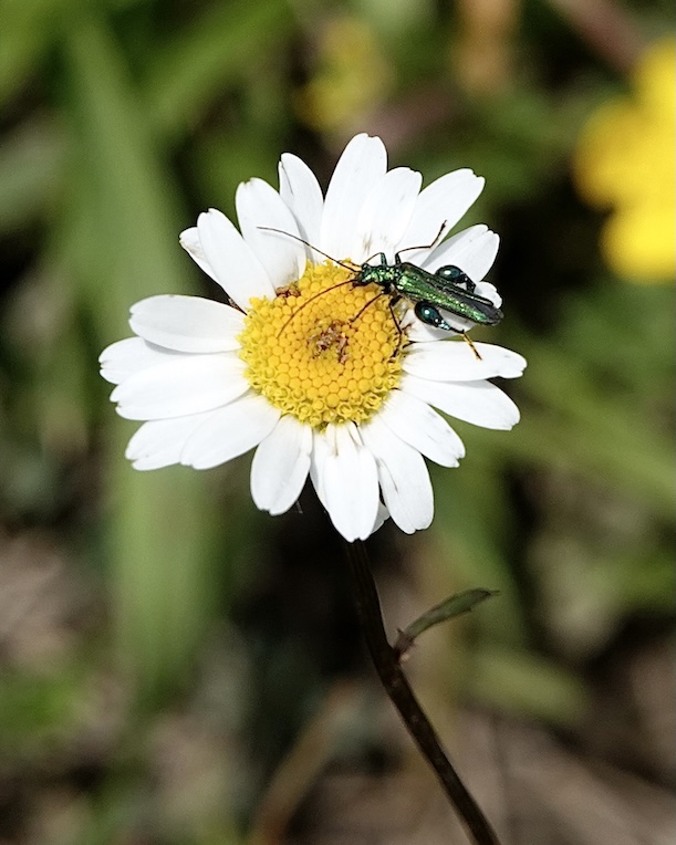 flower beetle